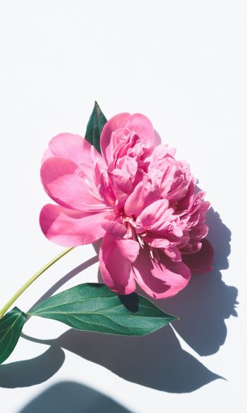 flower, leaf, shadow, petals, pink flower Wallpaper 1200x2000