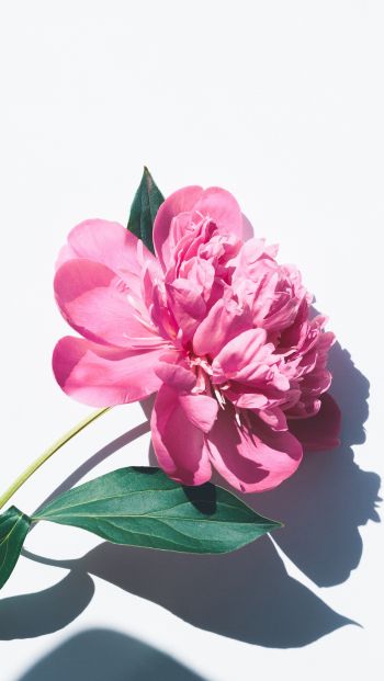 Обои 640x1136 цветок, листок, тень, лепестки, розовый цветок