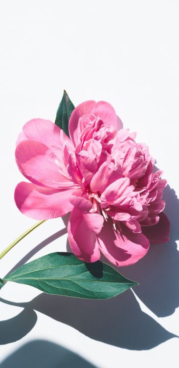 Обои 1080x2220 цветок, листок, тень, лепестки, розовый цветок