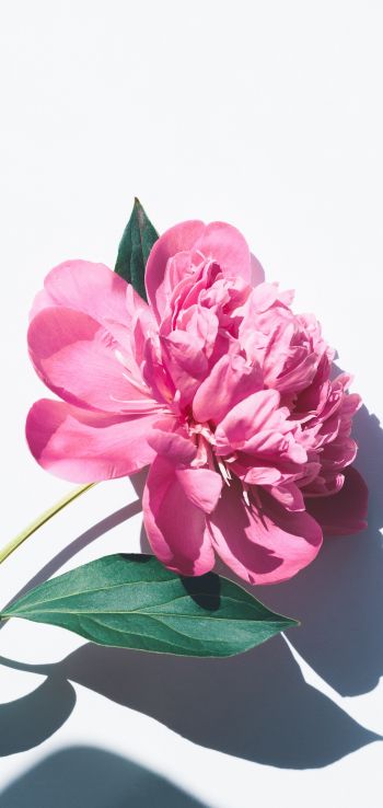 flower, leaf, shadow, petals, pink flower Wallpaper 1080x2280