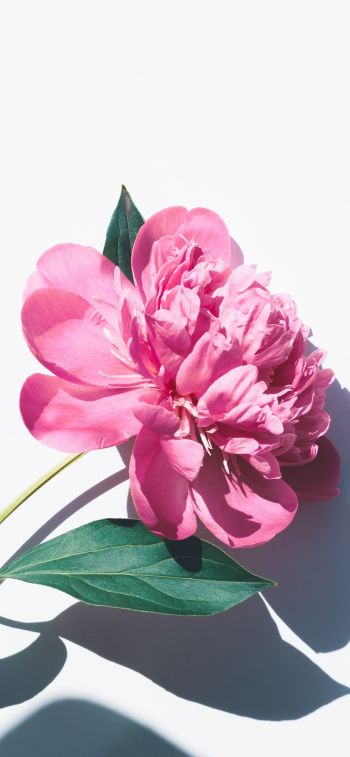Обои 1125x2436 цветок, листок, тень, лепестки, розовый цветок