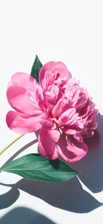 Обои 1080x2340 цветок, листок, тень, лепестки, розовый цветок