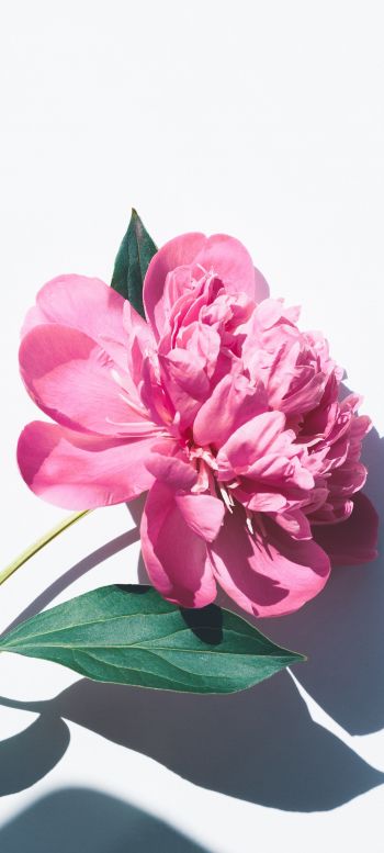 Обои 1080x2400 цветок, листок, тень, лепестки, розовый цветок
