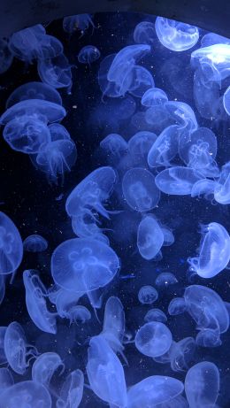 jellyfish, underwater world, invertebrates Wallpaper 640x1136