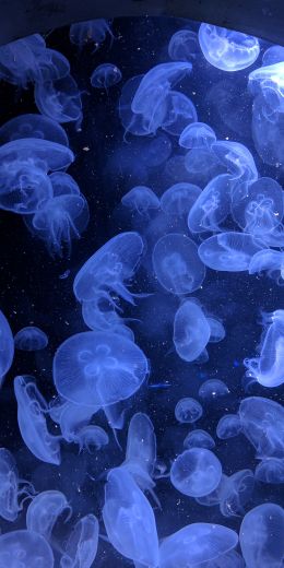 jellyfish, underwater world, invertebrates Wallpaper 720x1440
