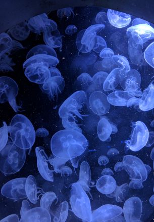 jellyfish, underwater world, invertebrates Wallpaper 1640x2360