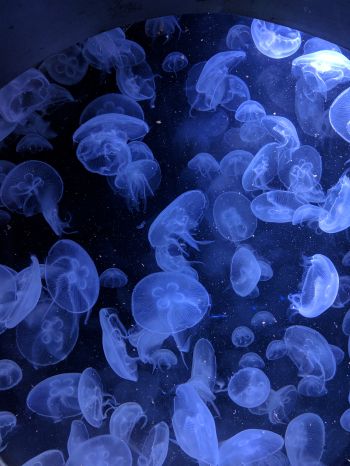 Обои 2048x2732 медузы, подводный мир, беспозвоночные