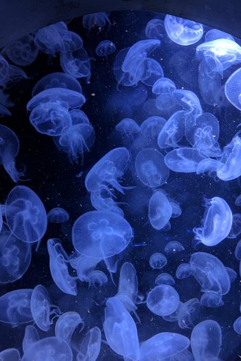jellyfish, underwater world, invertebrates Wallpaper 640x960