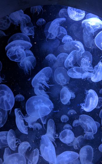 Обои 1752x2800 медузы, подводный мир, беспозвоночные