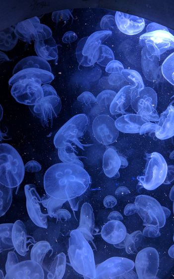 jellyfish, underwater world, invertebrates Wallpaper 1600x2560