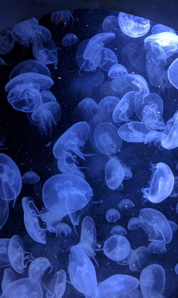 Обои 1200x2000 медузы, подводный мир, беспозвоночные