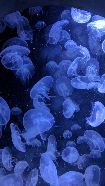 Обои 2160x3840 медузы, подводный мир, беспозвоночные