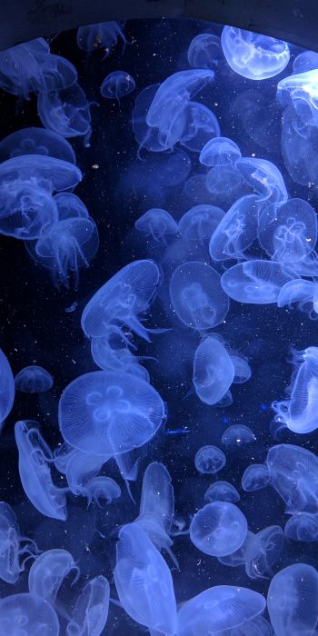 Обои 720x1440 медузы, подводный мир, беспозвоночные