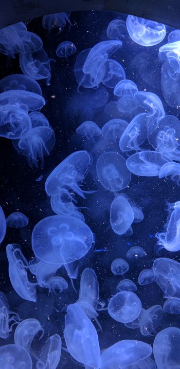 Обои 1440x2960 медузы, подводный мир, беспозвоночные