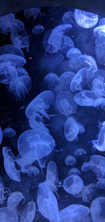 jellyfish, underwater world, invertebrates Wallpaper 1440x3040
