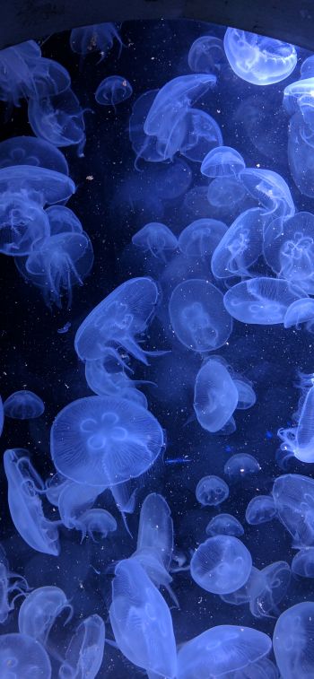 jellyfish, underwater world, invertebrates Wallpaper 828x1792