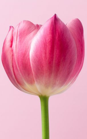 tulip, 8 March, holiday, petals Wallpaper 1752x2800