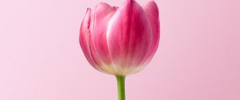 tulip, 8 March, holiday, petals Wallpaper 3440x1440
