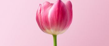 tulip, 8 March, holiday, petals Wallpaper 2560x1080