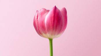 Обои 2048x1152 тюльпан, 8 марта, праздник, лепестки