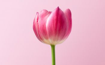 tulip, 8 March, holiday, petals Wallpaper 2560x1600