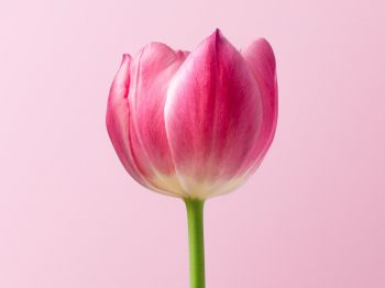 tulip, 8 March, holiday, petals Wallpaper 1024x768