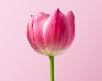 tulip, 8 March, holiday, petals Wallpaper 1280x1024
