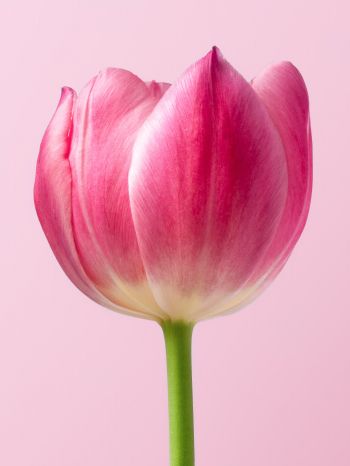 tulip, 8 March, holiday, petals Wallpaper 1620x2160