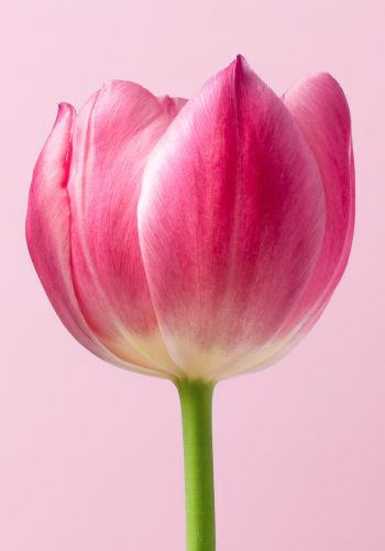 tulip, 8 March, holiday, petals Wallpaper 1668x2388