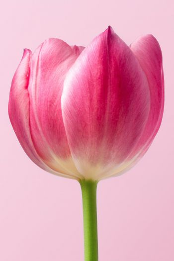 tulip, 8 March, holiday, petals Wallpaper 640x960