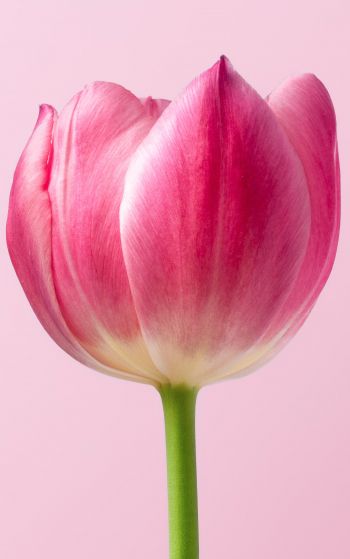 tulip, 8 March, holiday, petals Wallpaper 1752x2800
