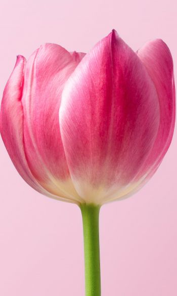 tulip, 8 March, holiday, petals Wallpaper 1200x2000