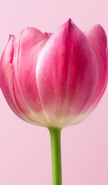 tulip, 8 March, holiday, petals Wallpaper 600x1024