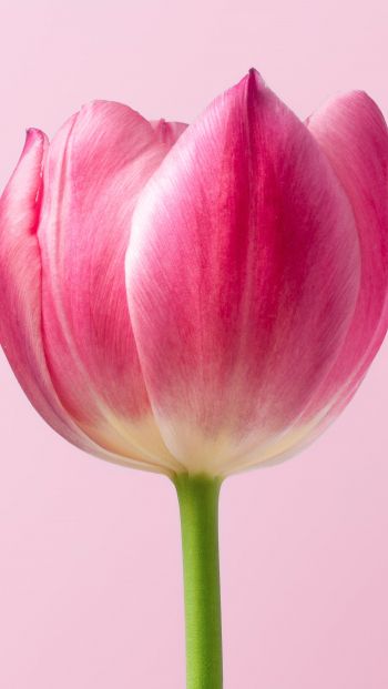 tulip, 8 March, holiday, petals Wallpaper 640x1136