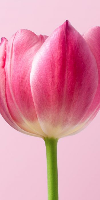 tulip, 8 March, holiday, petals Wallpaper 720x1440
