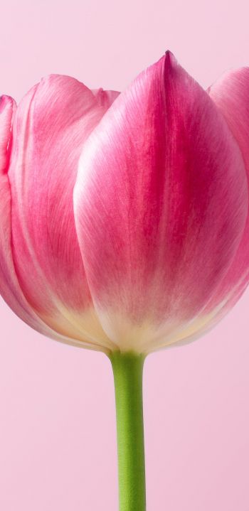 tulip, 8 March, holiday, petals Wallpaper 1080x2220