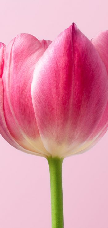 tulip, 8 March, holiday, petals Wallpaper 720x1520