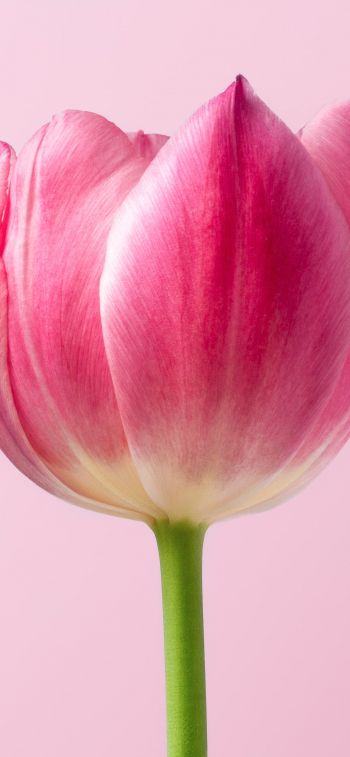 tulip, 8 March, holiday, petals Wallpaper 1170x2532