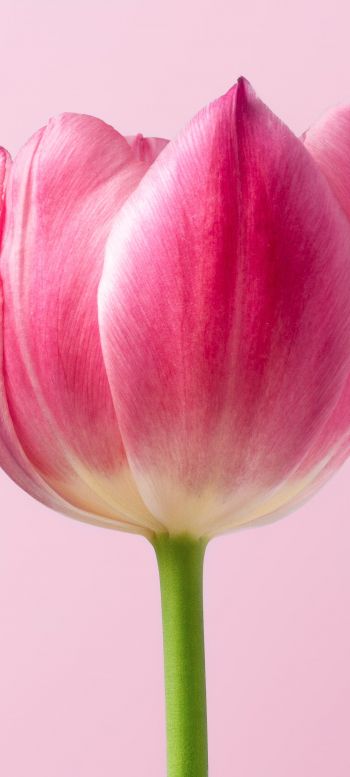 tulip, 8 March, holiday, petals Wallpaper 1080x2400