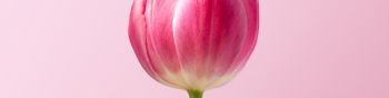 tulip, 8 March, holiday, petals Wallpaper 1590x400