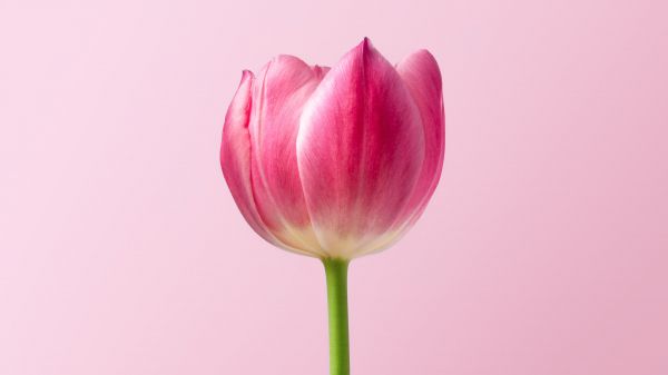 tulip, 8 March, holiday, petals Wallpaper 2048x1152