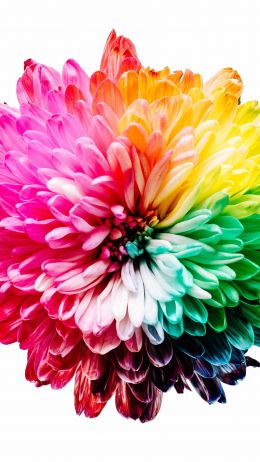 Обои 1080x1920 яркий цветок, цвет радуги, цветок