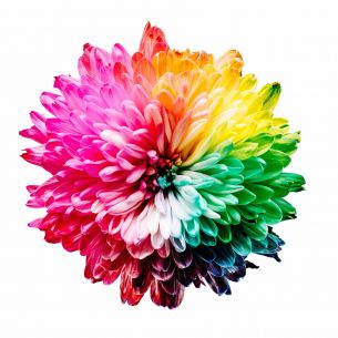 bright flower, rainbow color, flower Wallpaper 3456x3456