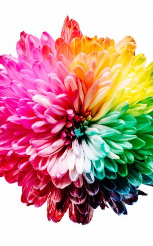 bright flower, rainbow color, flower Wallpaper 800x1280