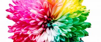 bright flower, rainbow color, flower Wallpaper 3440x1440
