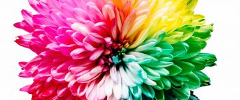 bright flower, rainbow color, flower Wallpaper 2560x1080
