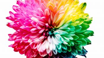 bright flower, rainbow color, flower Wallpaper 1920x1080