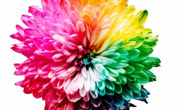 bright flower, rainbow color, flower Wallpaper 1920x1200