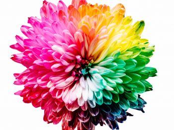 bright flower, rainbow color, flower Wallpaper 800x600