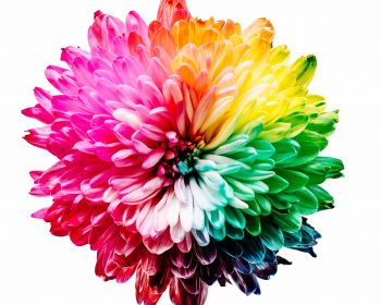 bright flower, rainbow color, flower Wallpaper 1280x1024